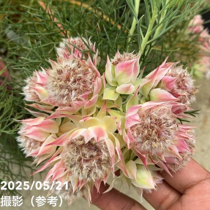 現品お届け】セルリア プリティインピンク（プリティピンク）7号大株