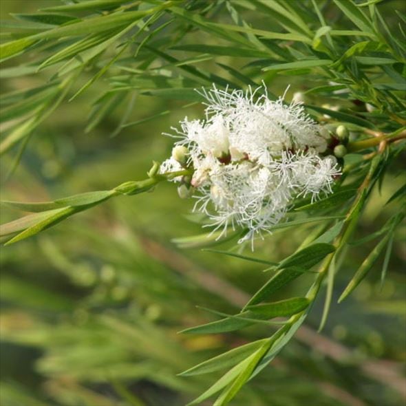 数量限定】メラレウカ スノーインサマー 8号 ※お届けに10日程度かかる
