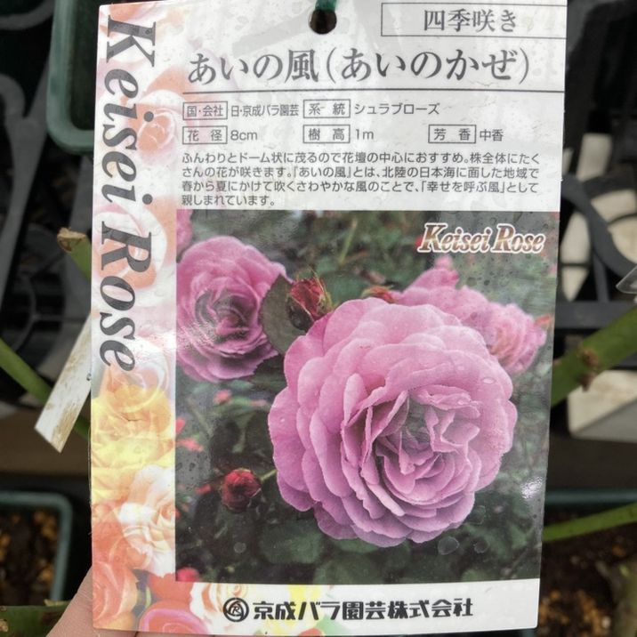 NEW】バラ大苗 あいの風 4.5号ロングポット 京成バラ園芸｜花木04-PA