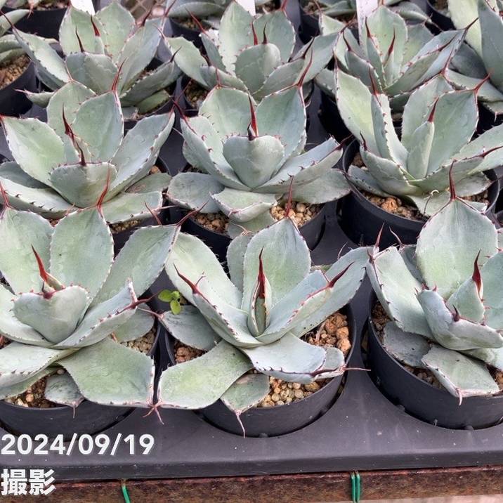 アガベ 3.5号 パリー トランカータ parryi truncata｜観葉01-D1 | 観葉