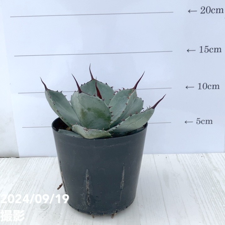 アガベ 3.5号 パリー トランカータ parryi truncata｜観葉01-D1 | 観葉