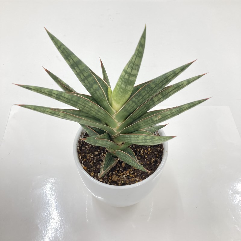 サンスベリア 4号 モトムケニア 白陶器鉢仕様｜観葉02-D2 | 観葉・多肉