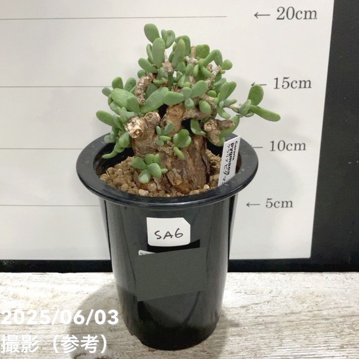 現品お届け】ケラリア ピグマエア Ceraria pygmaea 3.5号（SA6）｜観葉