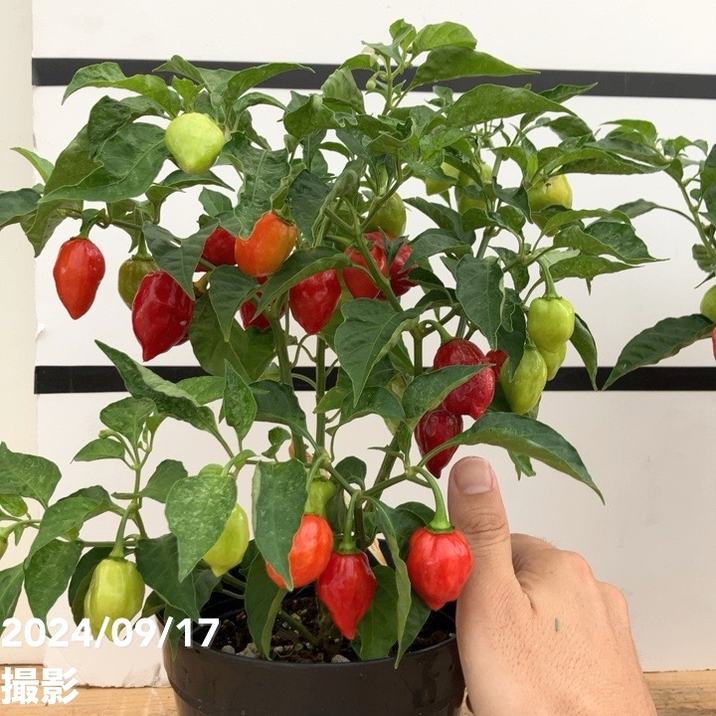 実付き＞激辛とうがらし ハバネロ 5号×2鉢セット｜草花10-TU