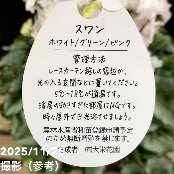 シクラメン スワン グリーン 5号底面給水｜鉢花04-PA | ギフト,鉢花