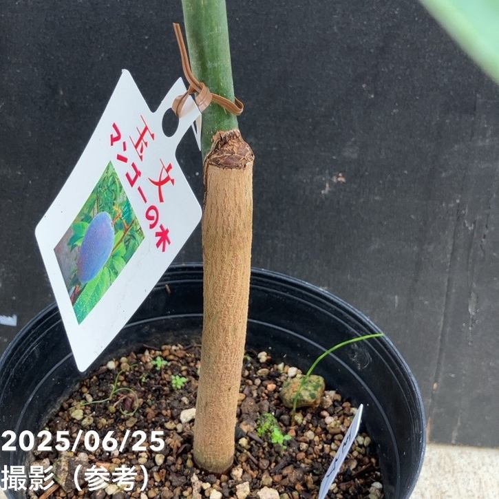 マンゴーの木 玉文（ギョクブン）5.5号｜果樹04-PA | 果樹 | 赤塚