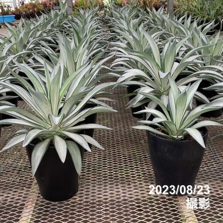 アガベ 8号 デスメティアーナ クイックシルバー｜s200｜観葉01-D1