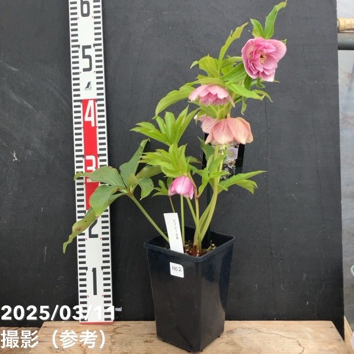 一点物】堀切園 クリスマスローズ ウィンターシンフォニー レフレール