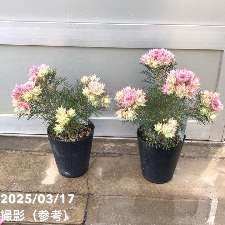 セルリア セルリア プリティインピンク（プリティピンク） 5号｜花木04