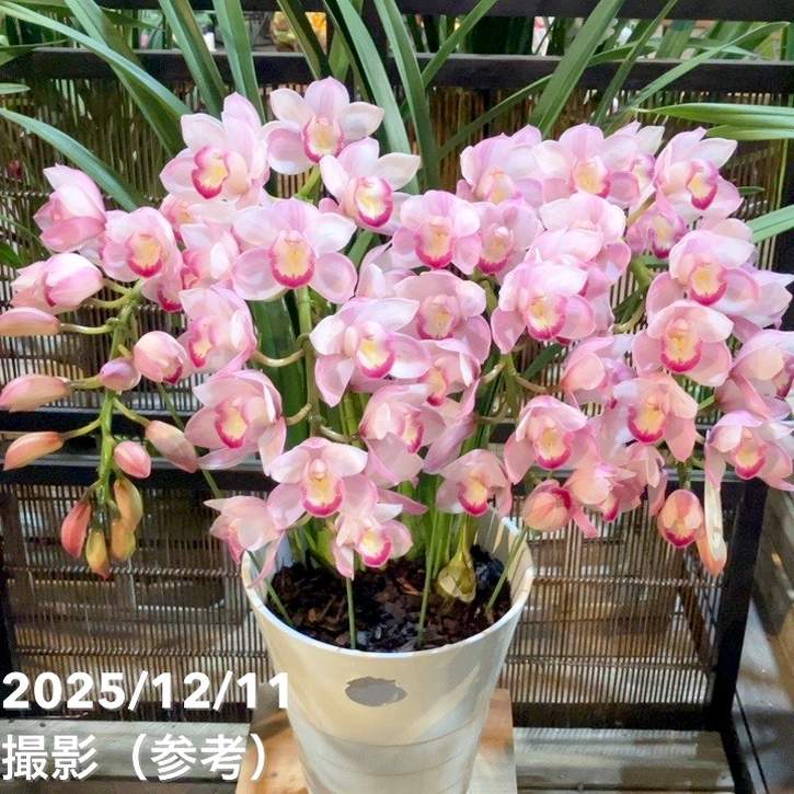 シンビジューム アーチ 7号陶器鉢 4本立 ハナウタゲ｜s200｜洋蘭04-PA