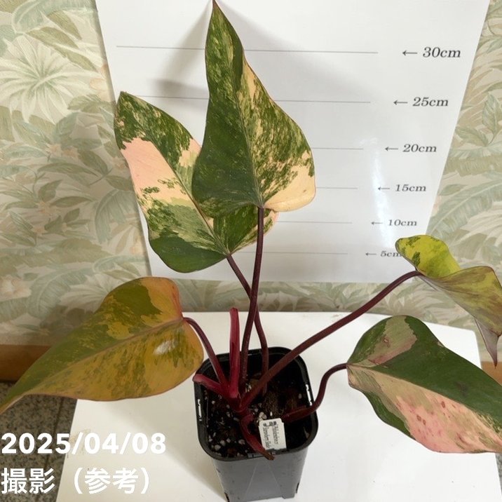 フィロデンドロン ストロベリーシェイク Philodendron cv Strawberry