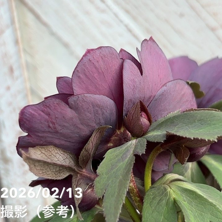 一点物】広瀬園芸 クリスマスローズ 4.5号（HR22）｜山野04-PA | 草花