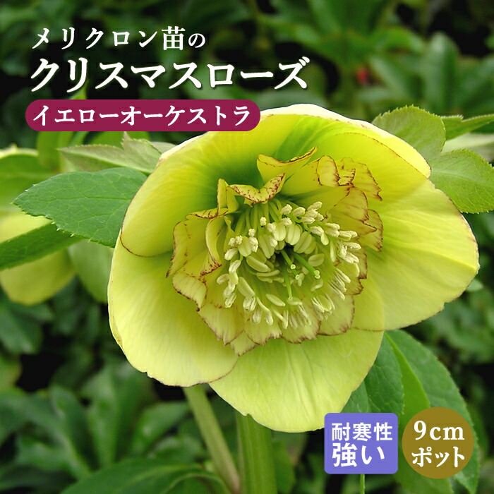 クリスマスローズ 苗 イエローオーケストラ メリクロン苗 9cmポット