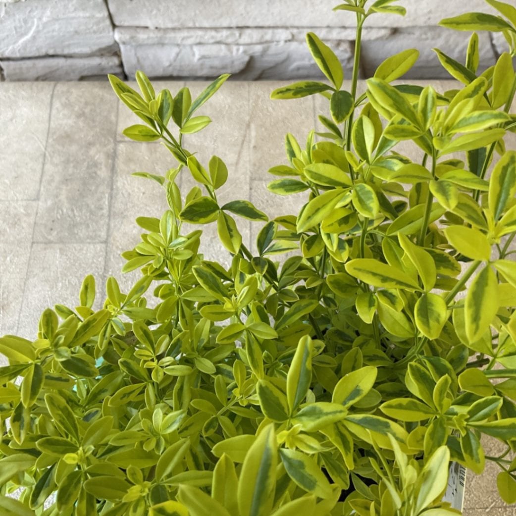 斑入りキソケイ イエローバタフライ 3寸ポット | 鉢花・花苗 | 橋本