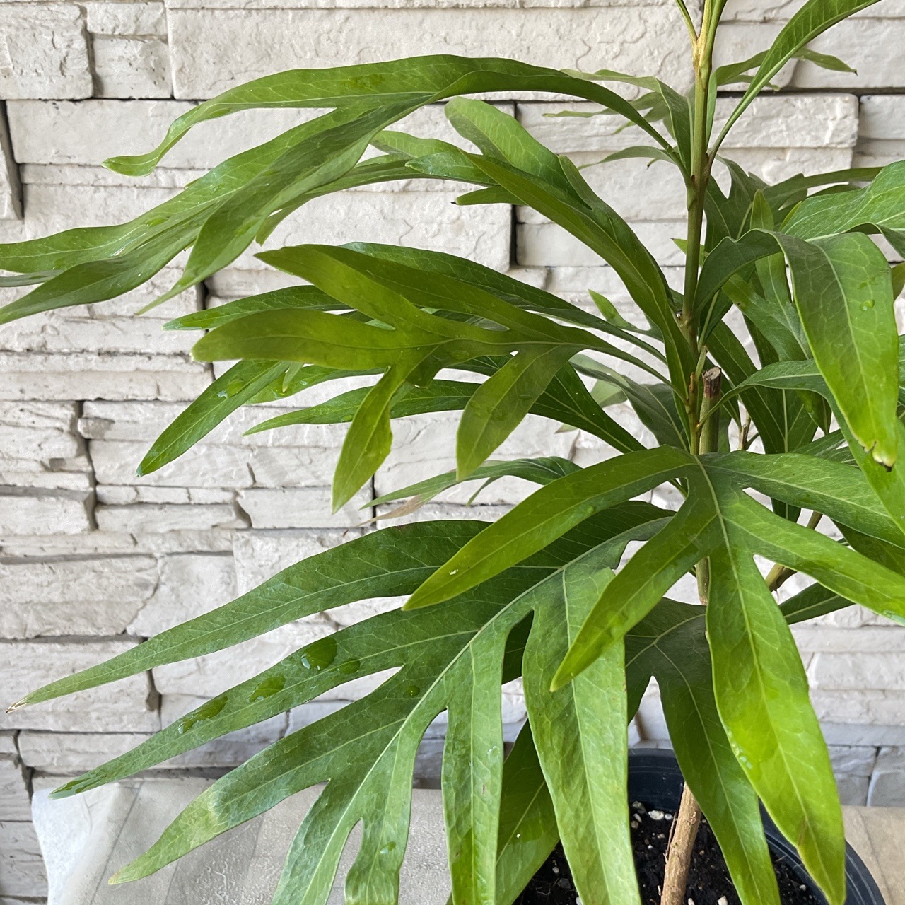 グレビレア ゴールド 6寸鉢 | 鉢花・花苗 | 橋本種苗園オンラインストア