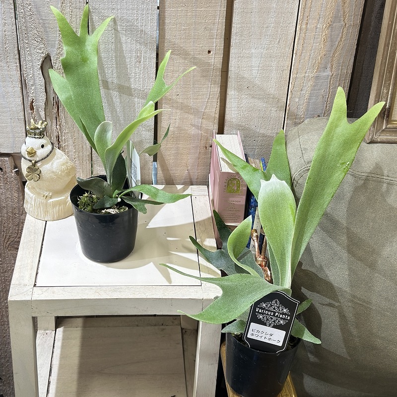 コウモリラン(ビカクシダ) ホワイトホーク 3号(個体おまかせ1鉢