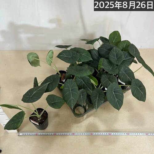 間伸び気味】アロカシア マハラニ 3号(個体おまかせ1鉢)｜芳樹園