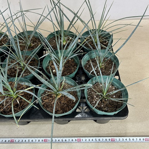 ユッカ ロストラータ 4号スリット鉢(個体おまかせ1鉢)｜芳樹園