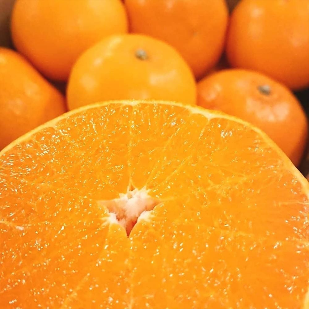 みかんの苗木 せとか【果樹苗 2年生 接木苗15cmポット／1個】｜ 【植物