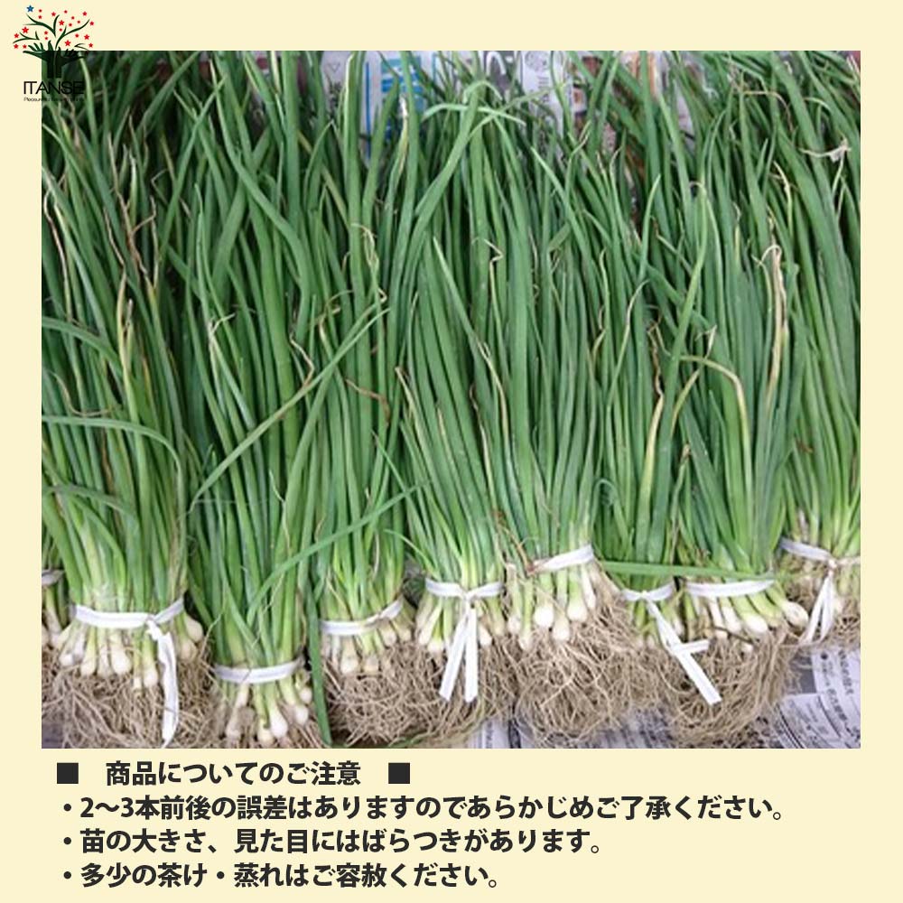 玉ねぎ抜き苗 品種：もみじ3号(晩生) 【野菜の苗 約50本／束