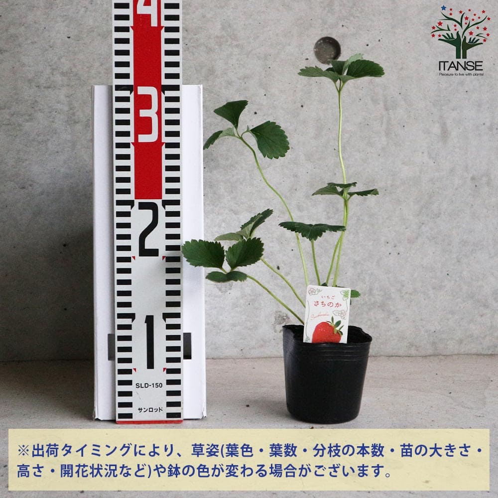 いちごの苗 品種：さちのか 2個～【野菜の苗 9cmポット苗】｜ 【植物の