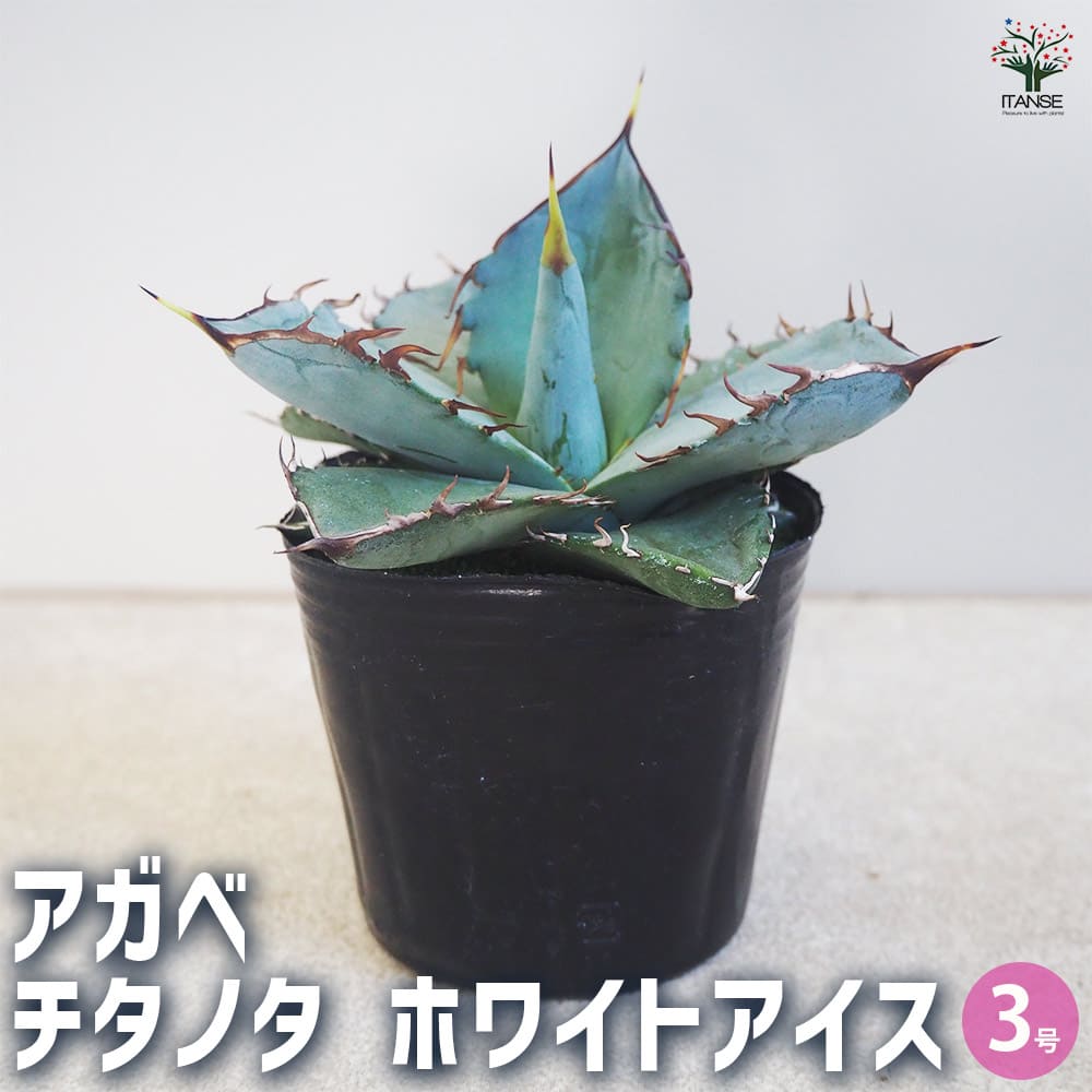 アガベ チタノタ ホワイトアイス 【多肉植物 3号】｜ 【植物の