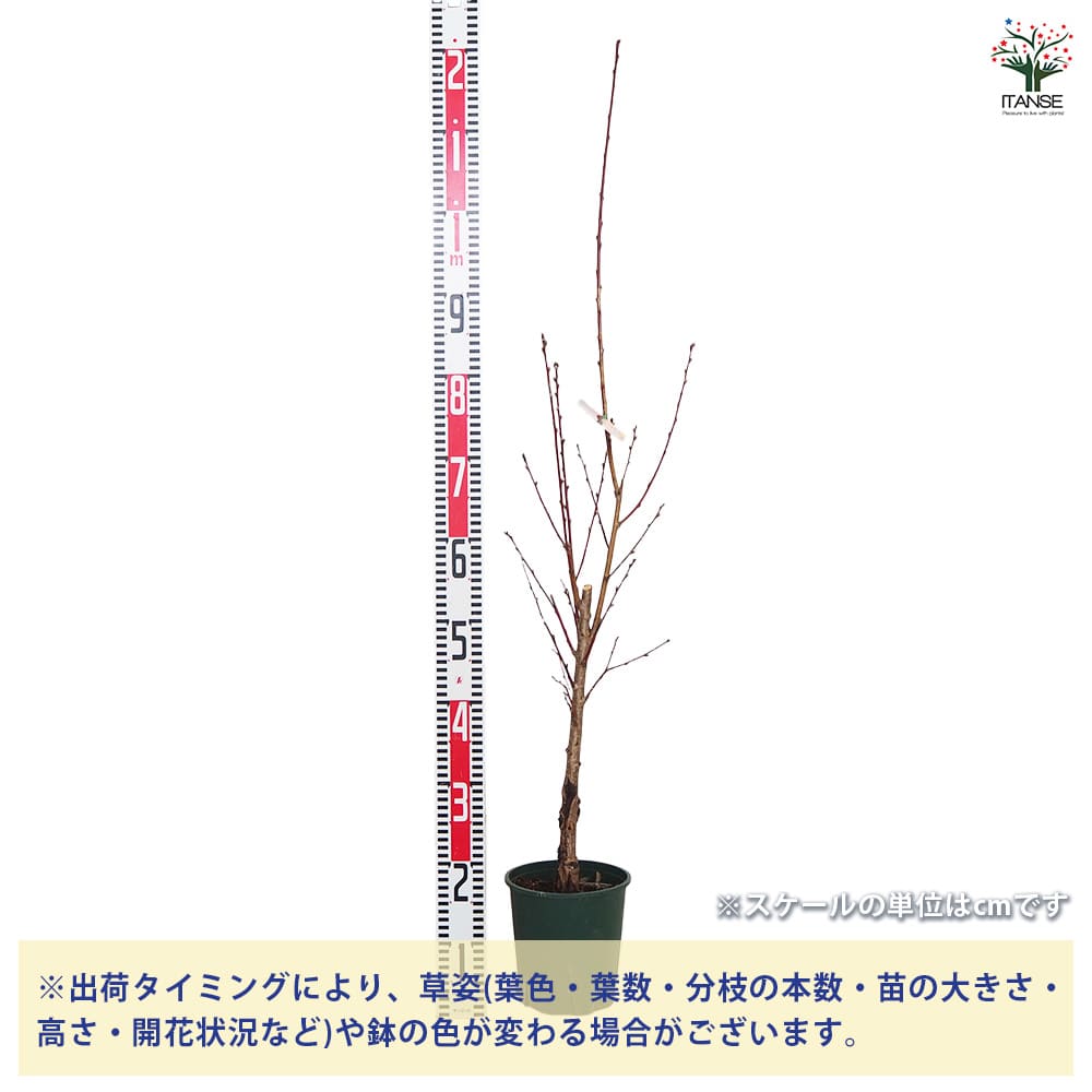 花桃の苗木 照手姫 紅 【花木苗 6号／1個売り】｜ 【植物の