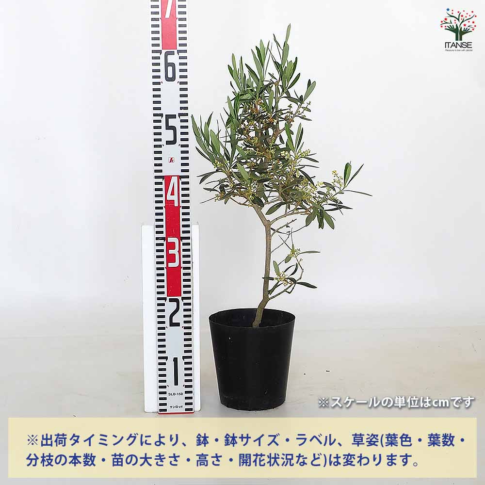 オリーブ シプレッシーノ 【果樹の苗木 5号／1個売り】｜ 【植物の