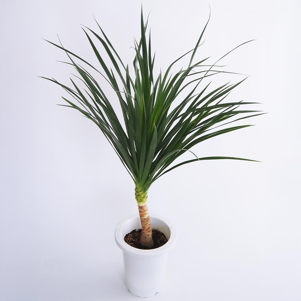 ドラセナ カンボジアーナ 【観葉植物 7号／1個売り】｜ 【植物の