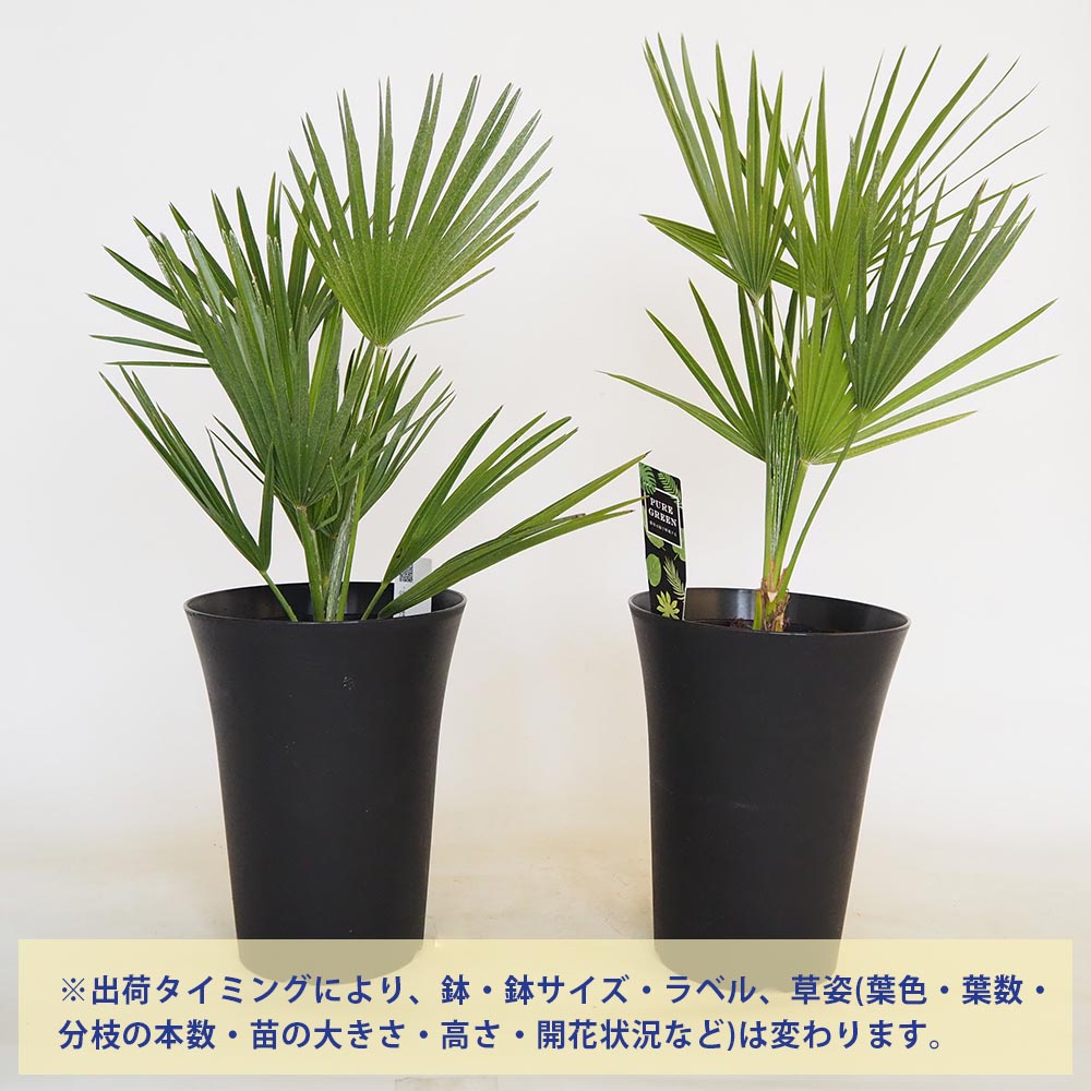 チャボトウジュロ(チャメロプス) ボルケーノ 【観葉植物 6号／1個売り