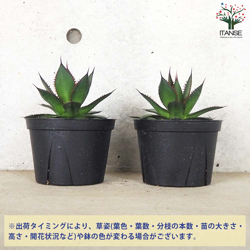 アガベ ホリダ【多肉植物 5号鉢／1個売り】｜ 【植物のITANSE
