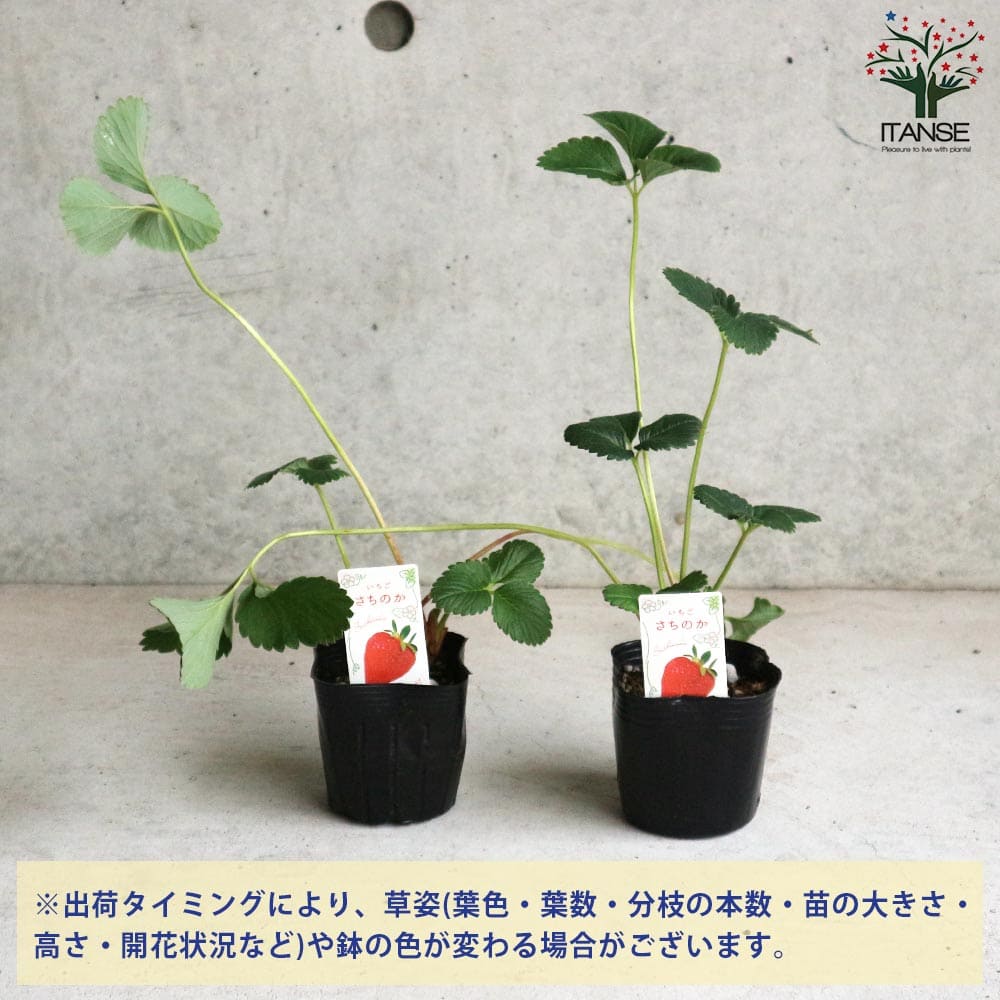 いちごの苗 品種：さちのか 2個～【野菜の苗 9cmポット苗】｜ 【植物の