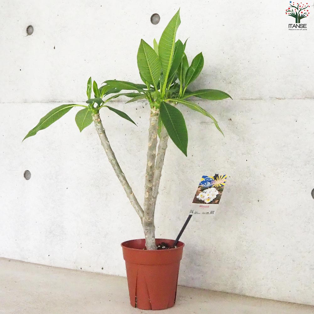 プルメリア苗木 品種：ブリザード【花苗 5号鉢／1個売り】｜ 【植物の