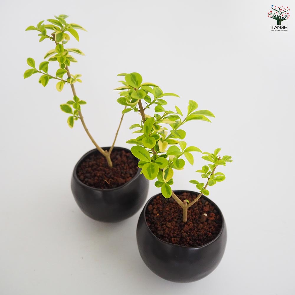 斑入イボタ 球体鉢(受皿付) 【盆栽 3.5号／1個売り】｜ 【植物の