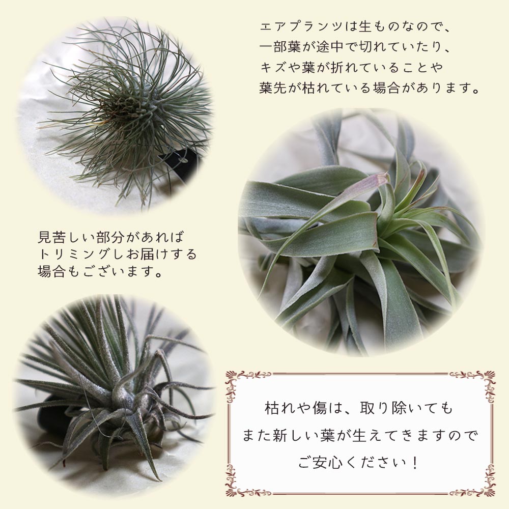 エアープランツ チランジア ウスネオイデス Lサイズ【1個】｜ 【植物の