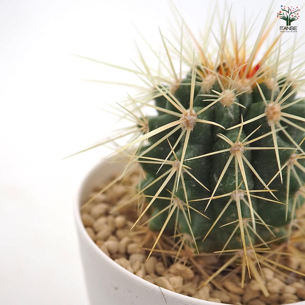 きのこページ 赤鳳8号 1点 と 金鯱4号 2点 園芸ネット本店