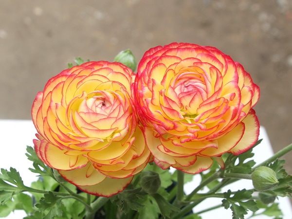 現品☆ラナンキュラス「綾リッチ」20-2番(5号スリット鉢)