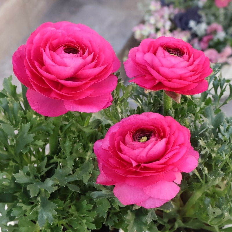 2年物のボリューム満点株♪ラナンキュラス「綾リッチ」2番(3.5号ポット)