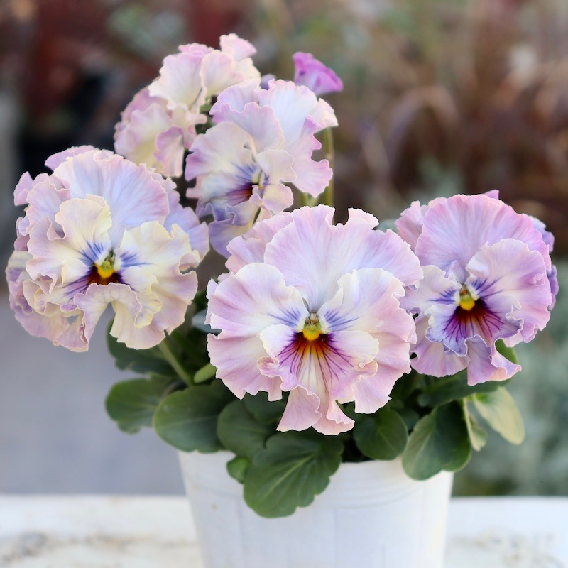 8_000000008245.jpg?1738114535