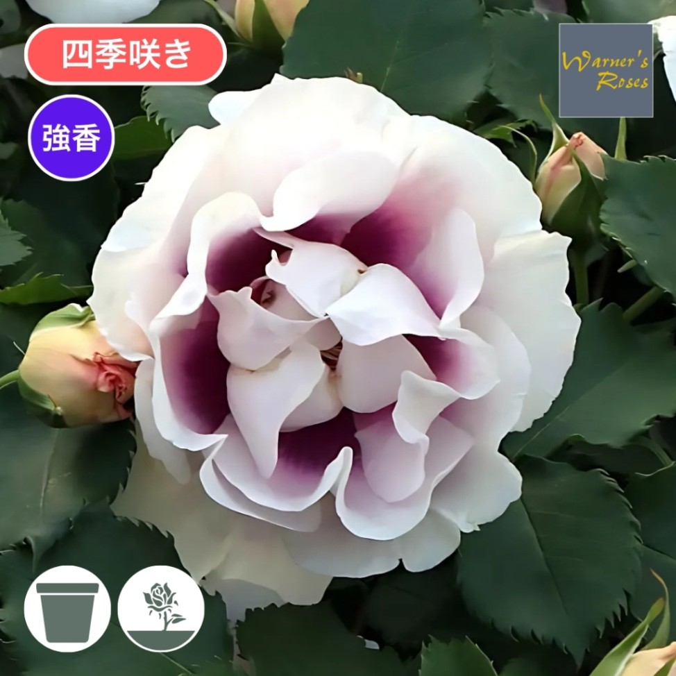 バラ苗 大苗 2026 アイズ フォー ユー Eyes for You 国産ノイバラ台木