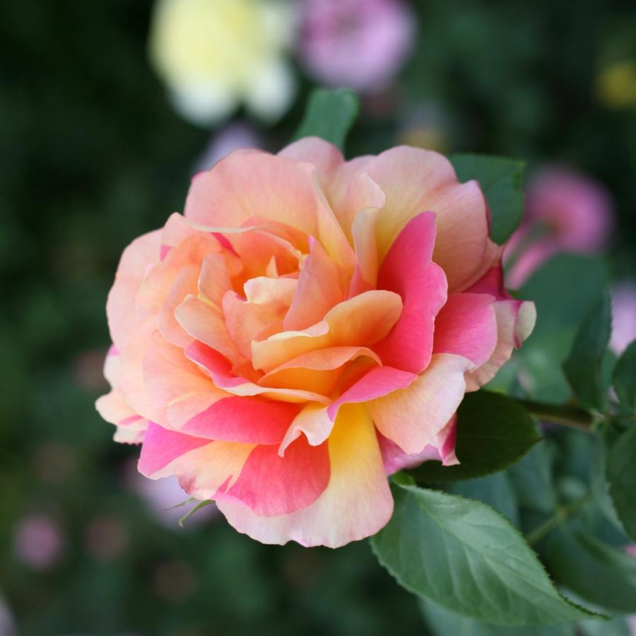 バラ苗 予約新苗 2026 ラジオ Radio 国産ノイバラ台木使用 | 予約新苗