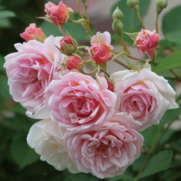 バラ苗 予約新苗 2026 フェリシア Felicia 国産ノイバラ台木使用