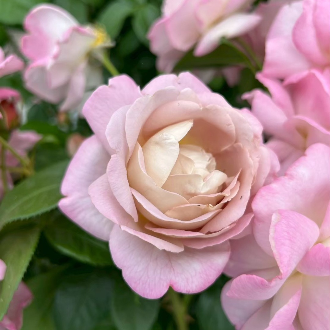 バラ苗 予約新苗 2026 キャメル Camel 国産ノイバラ台木使用 | 予約新