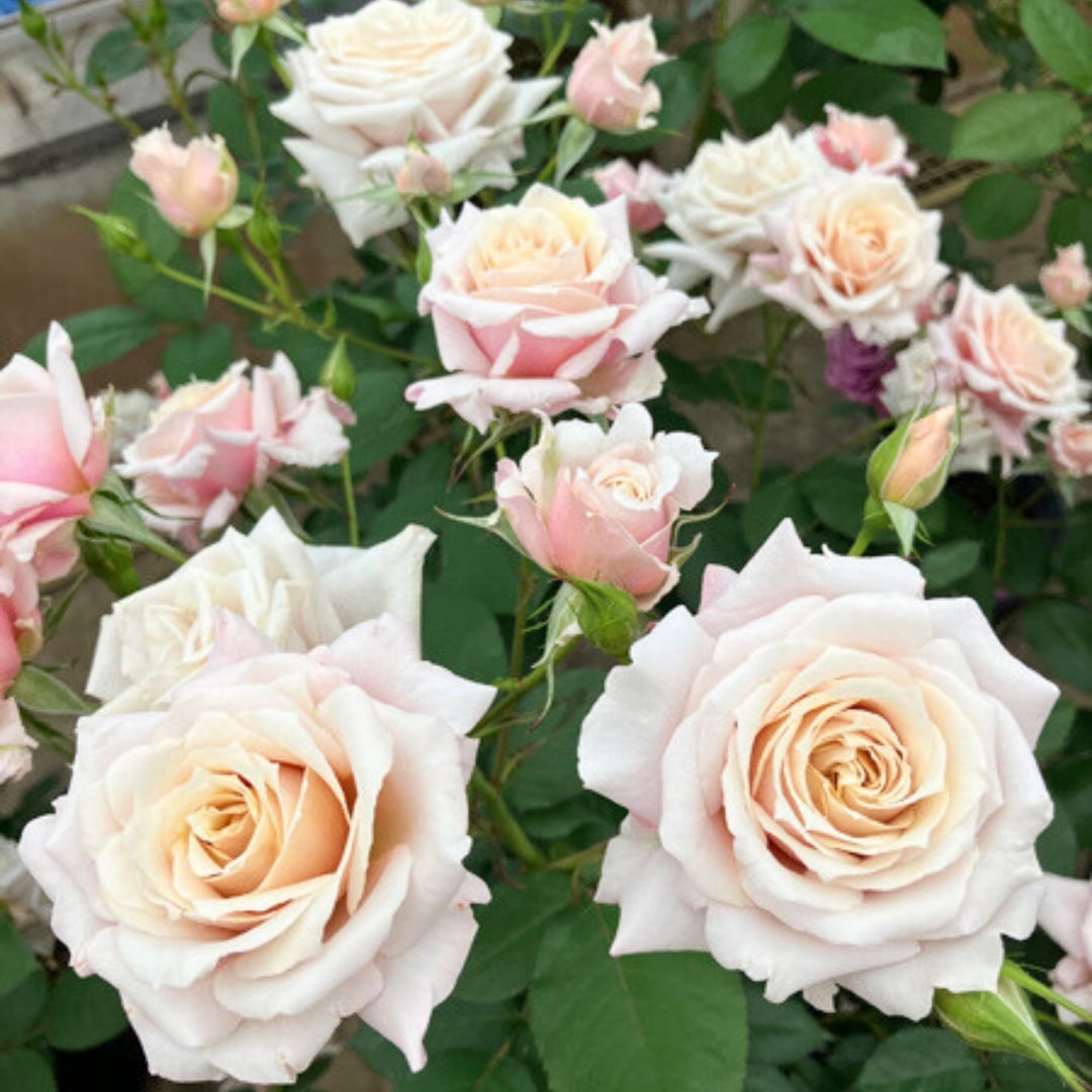 バラ苗 予約新苗 2026 希成 きなり Kinari 国産ノイバラ台木使用