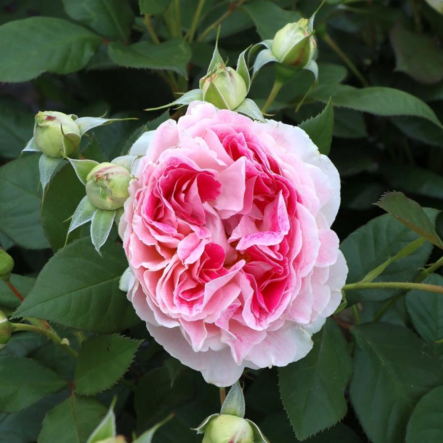 バラ苗 大苗 2026 ホリデー アイランド ピオニー Holiday Island Peony