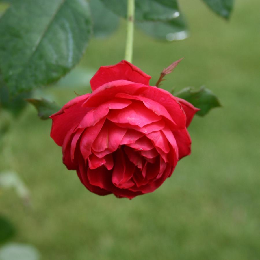 バラ苗 予約新苗 2026 チェリー ボニカ Cherry Bonica 国産ノイバラ台