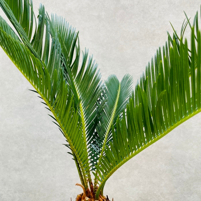 観葉植物 ソテツ 蘇鉄 7号鉢苗 大型 大きい 鉢植え 和風 和室 南国