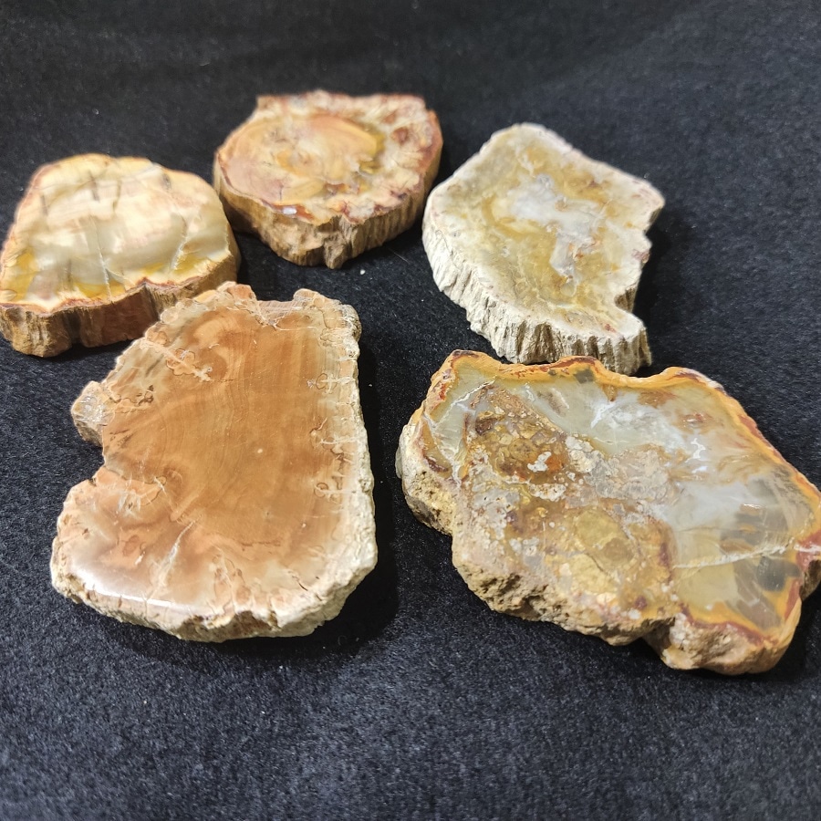 選べる！】珪化木 スライス 1面磨き ミニプレート | ☆名前から探す,ハ