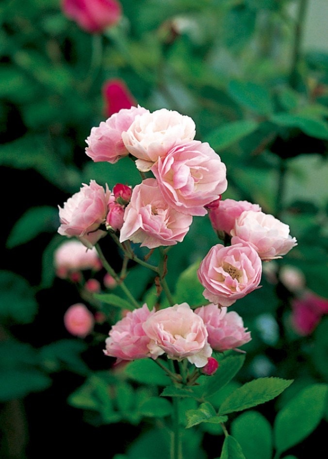 バラ苗 Roses,樹形や花色・花の大きさから選ぶ | バラとハーブの専門