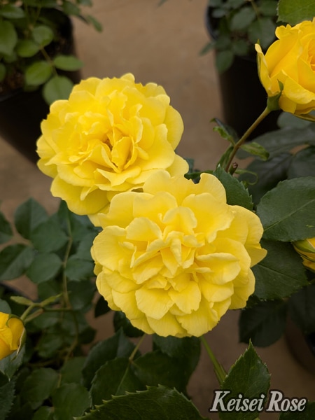 バラ苗 Roses,ブランド（ナーセリー）から選ぶ,仏・メイアン社